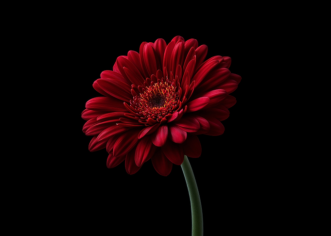 Red Gerbera Daisy on Black Background