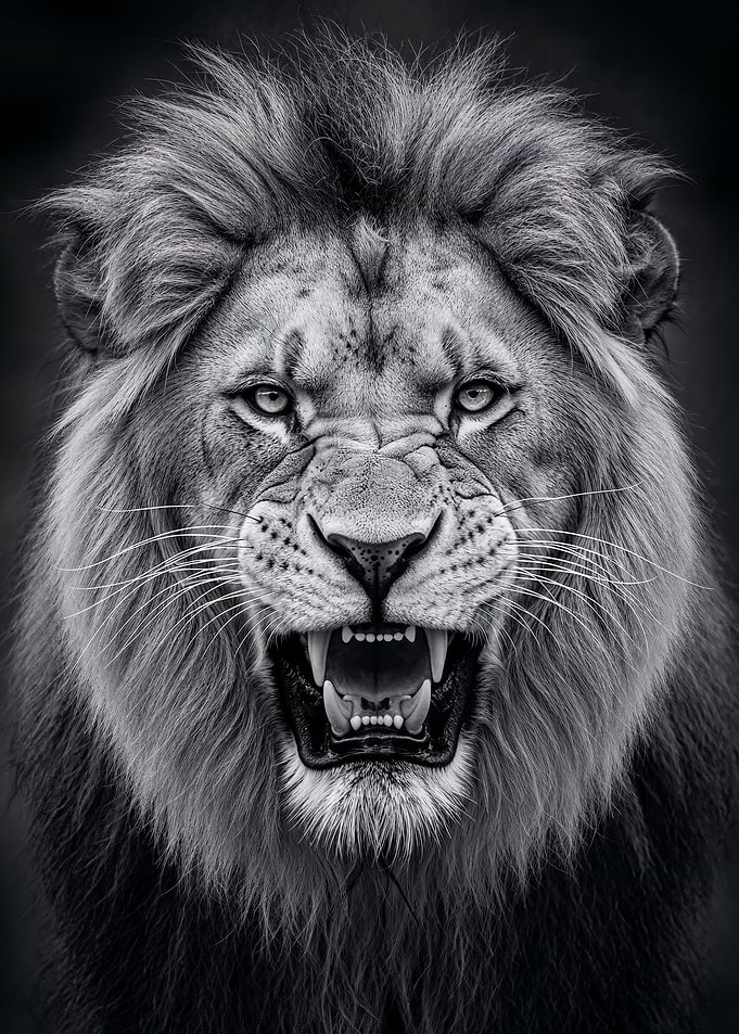 Roaring Lion Portrait in Black and White