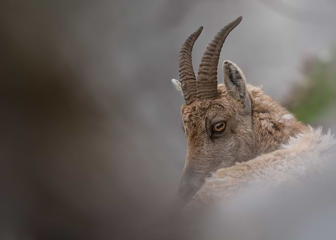 Alpine Ibex Portrait