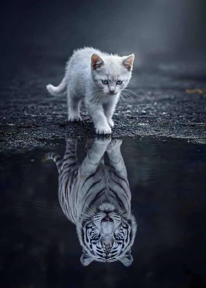 Cat and White Tiger Reflection