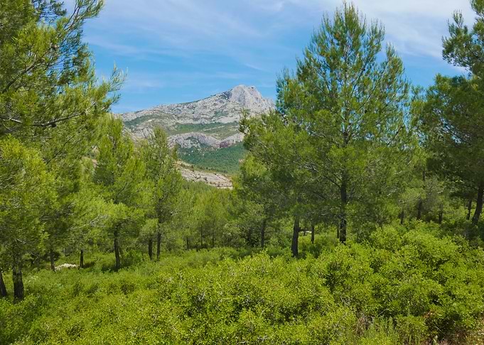 Mountain View Through Green Forest