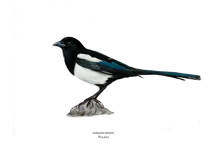 Eurasian Magpie Bird Illustration