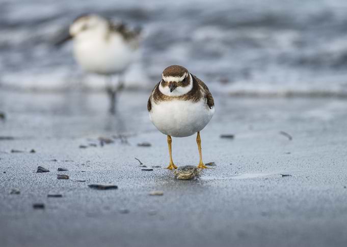 Birds on the beach