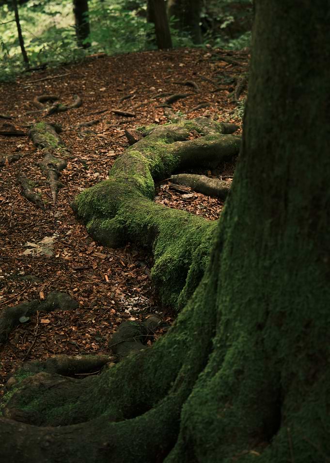 Mossy Tree Roots in Forest