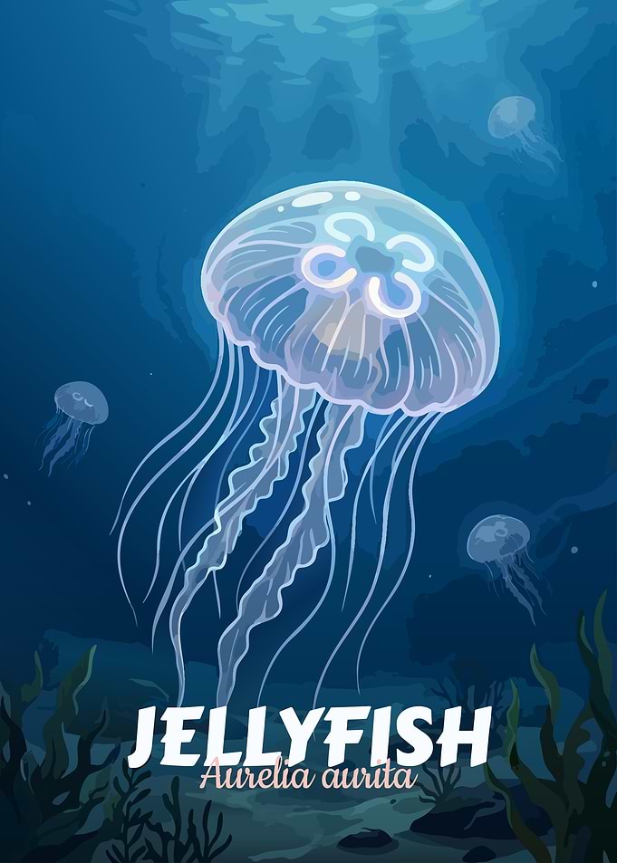 Moon Jellyfish in the ocean