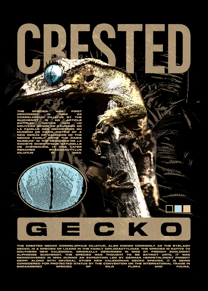 Crested Gecko Reptile Keeper