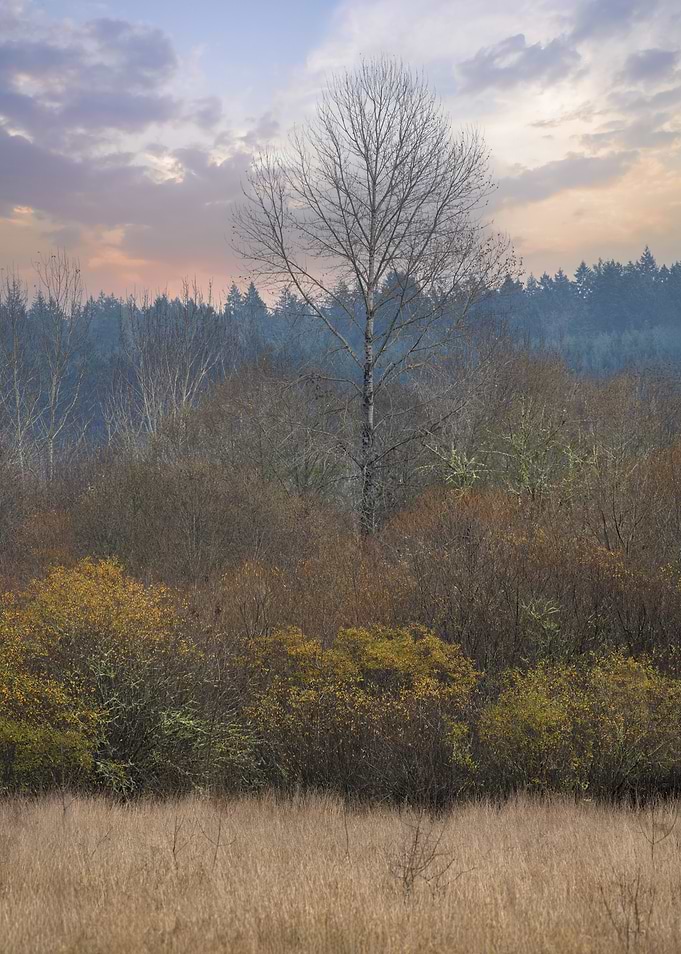 Solitary Splendor