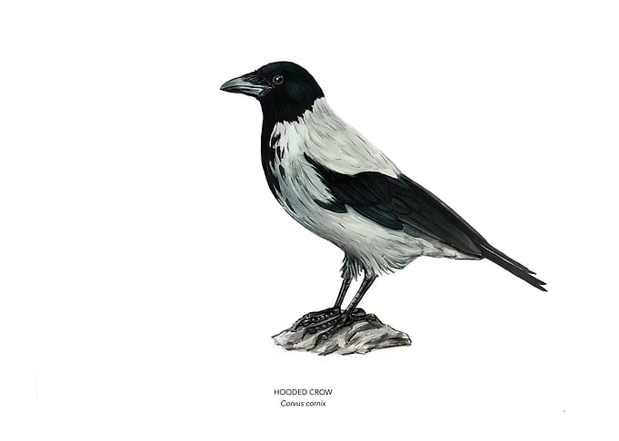 Hooded Crow Bird Illustration