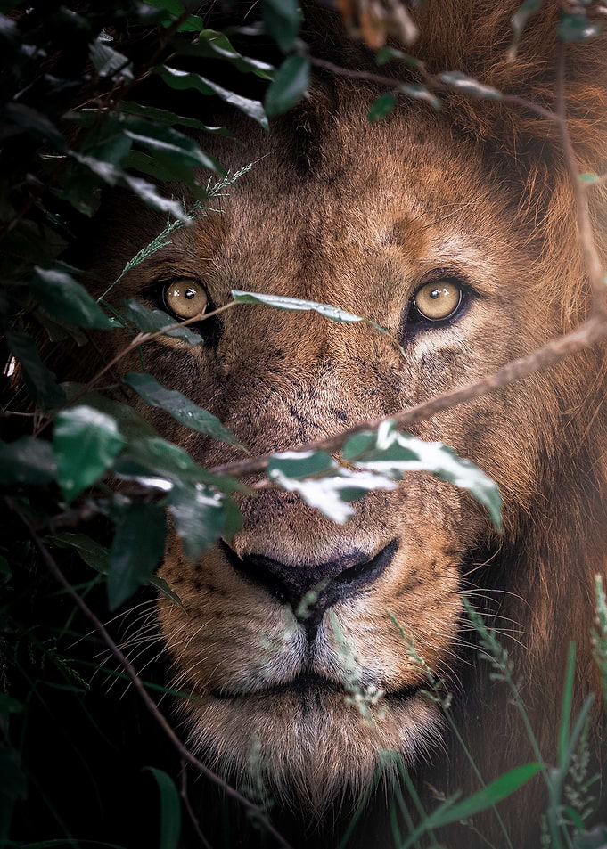 Lion Portrait in the Foliage