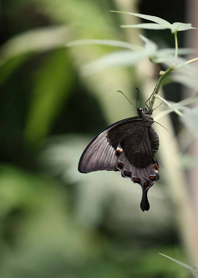 Black Butterfly on Green Stem