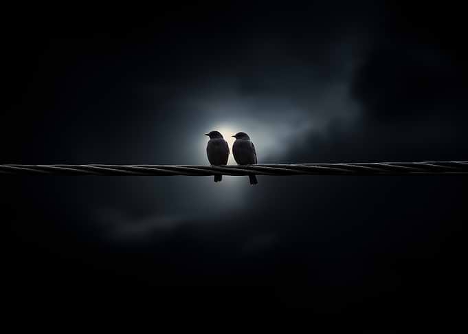 Two Birds on a Wire