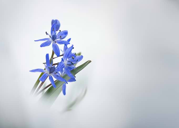 Blue Scilla Flowers