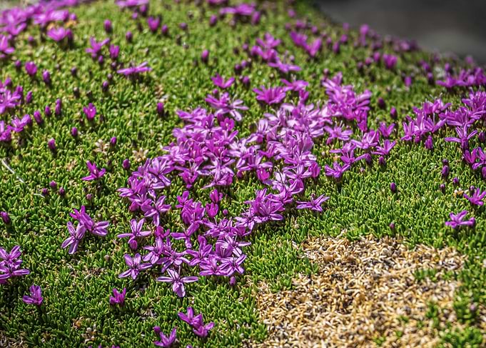 Cushion Pink Flowers (Silene acaulis) on Green Mossy Ground