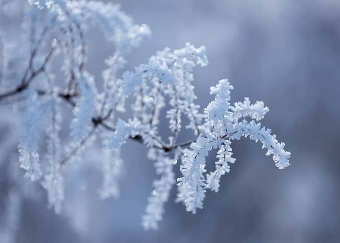 Frosty Branch in Winter, Macro Photography