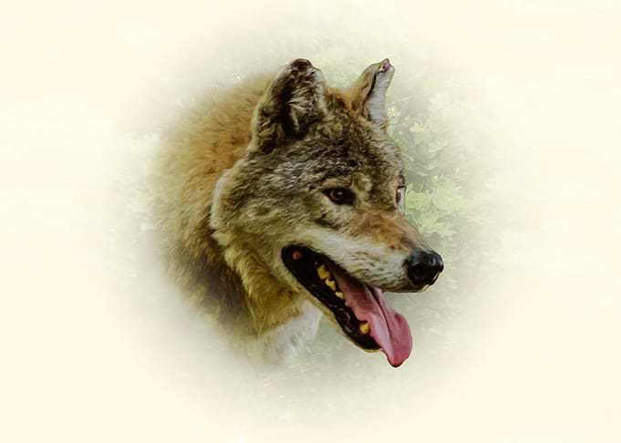 Wolf Portrait