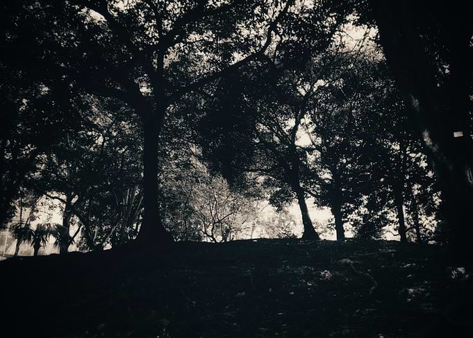 Monochrome Forest Silhouette