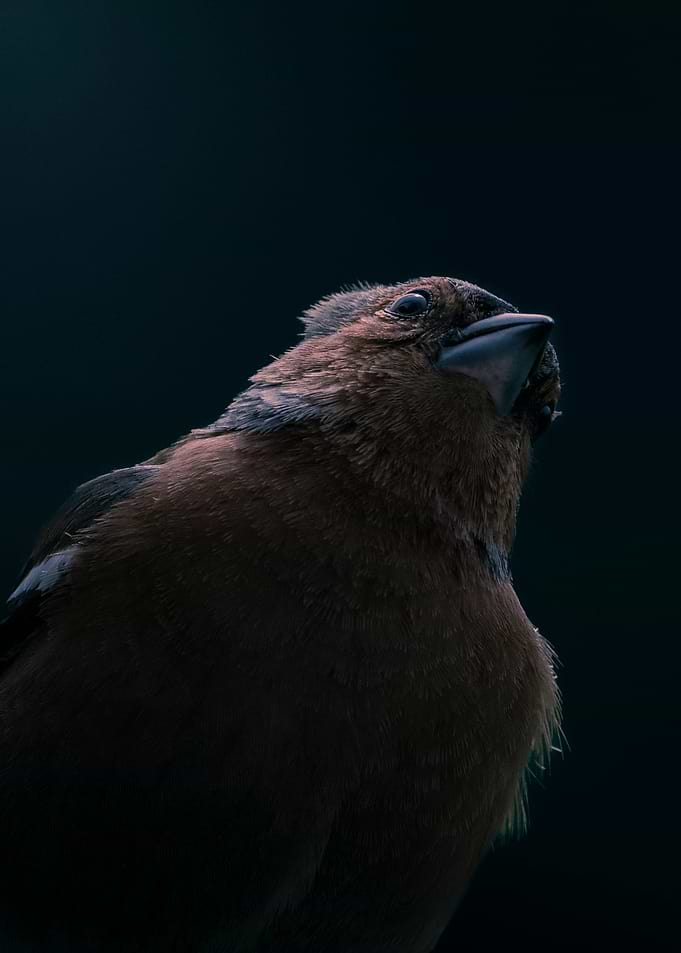 Brown Bird Looking Upward