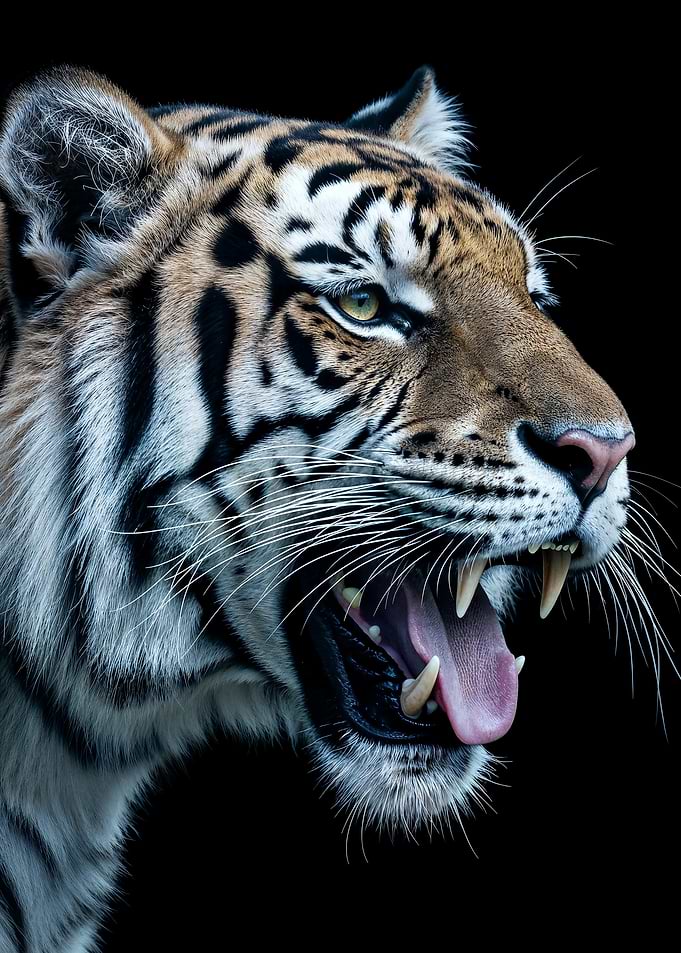 Roaring Tiger Portrait on Black Background