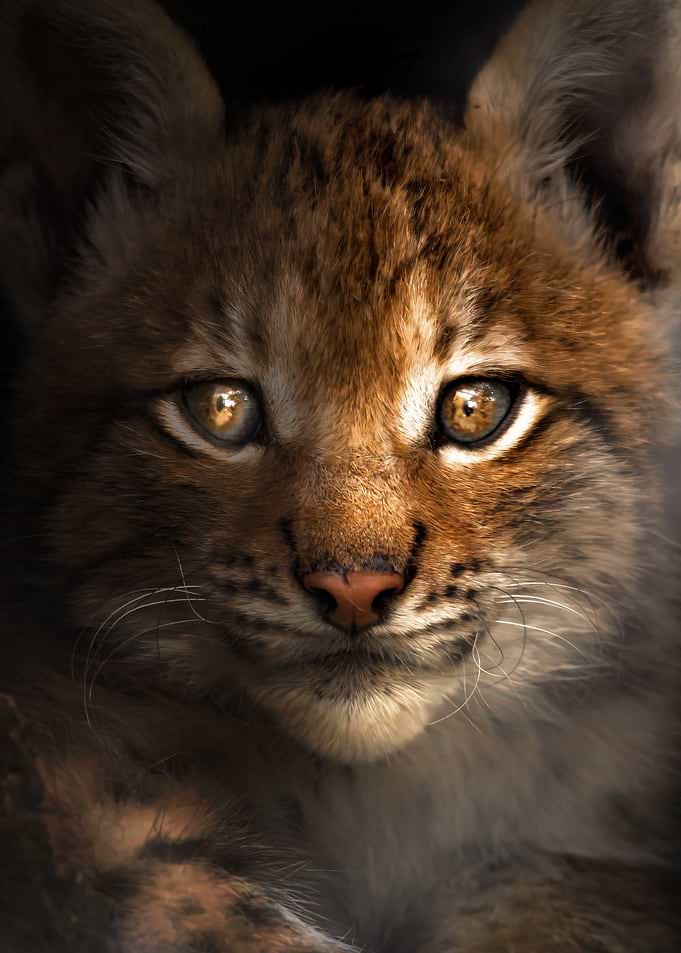 Close-up Portrait of a Young Lynx