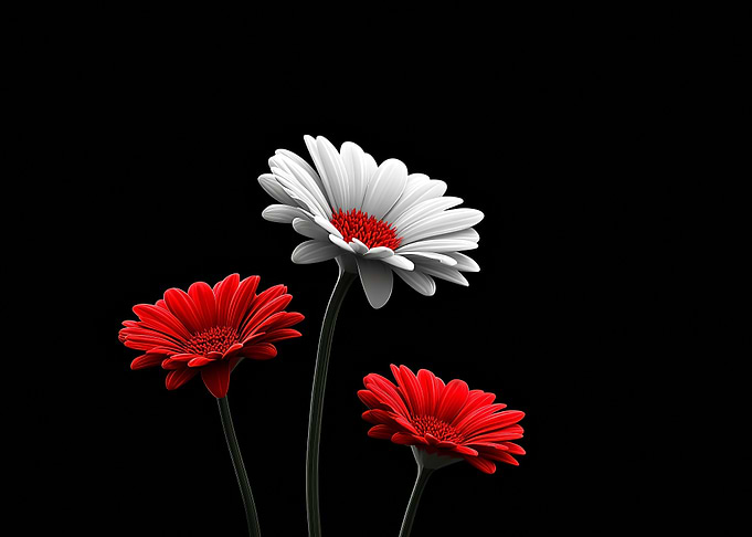 Red and White Gerbera Daisies