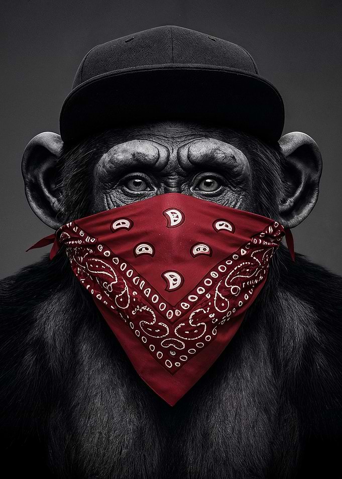 Monkey with Bandana and Cap
