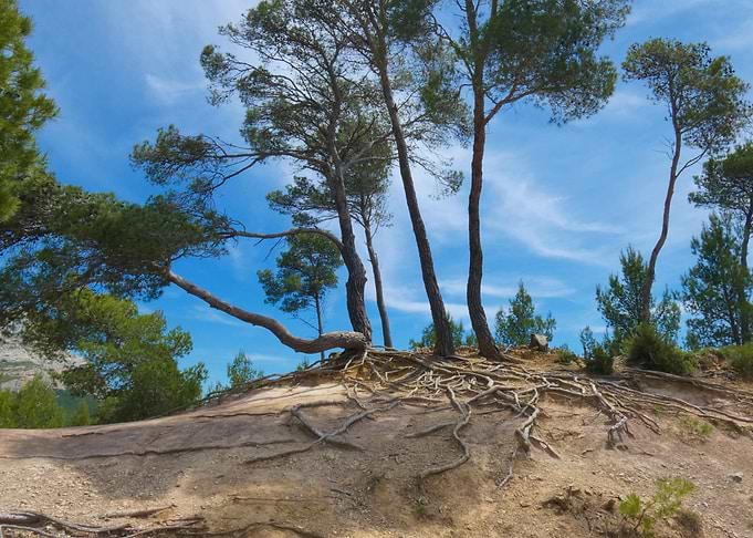 Trees with exposed roots on hillside