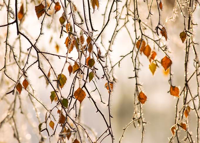 Frosty Autumn Leaves on Bare Branches