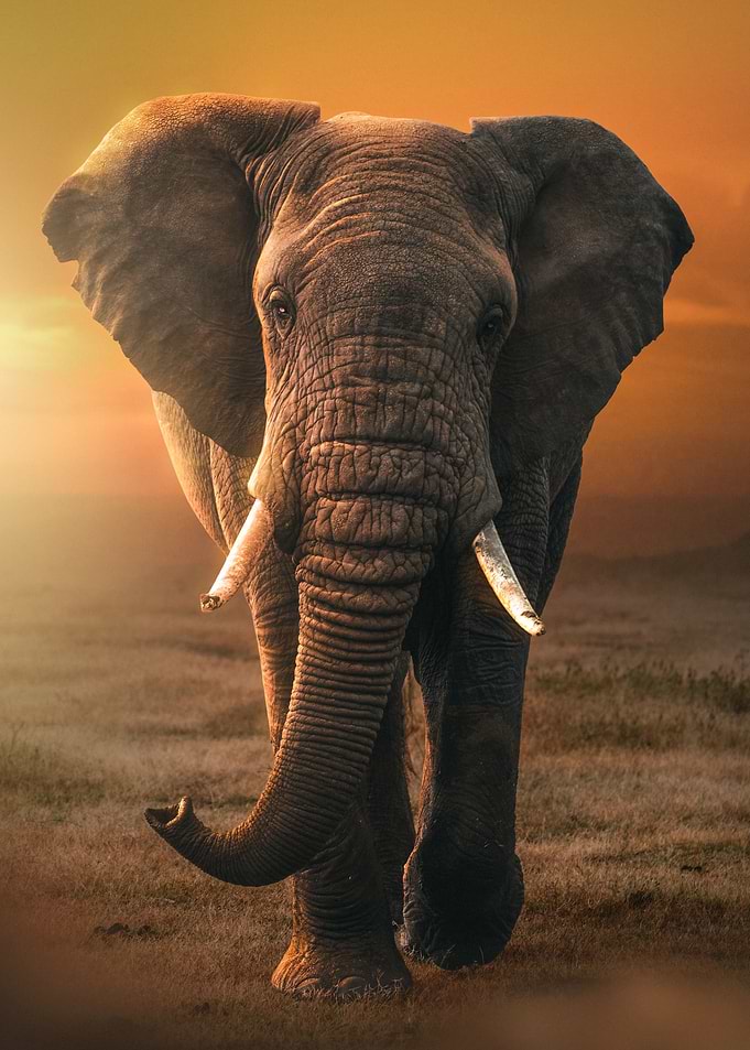 Elephant Portrait at Sunset