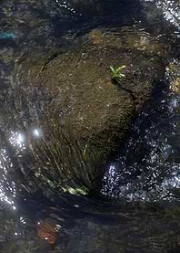 Rock in Stream with Plant