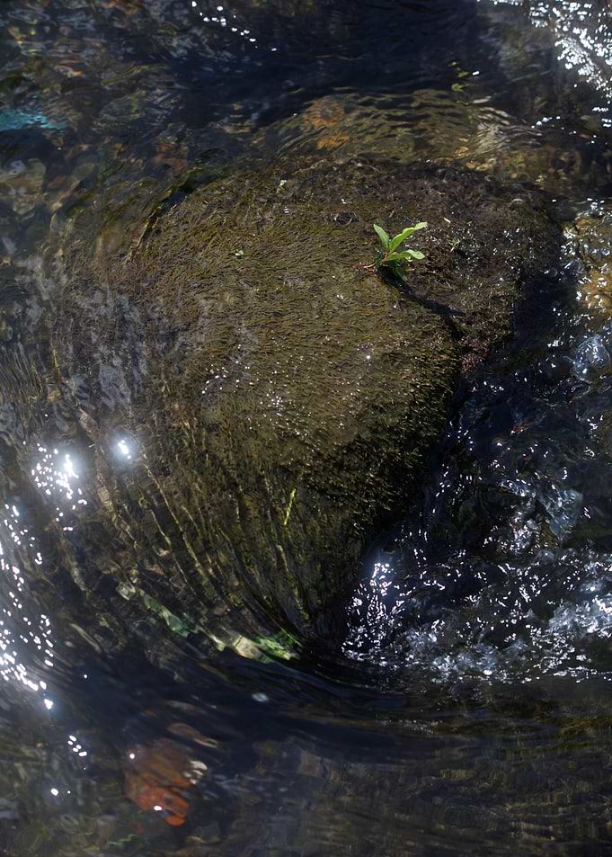 Rock in Stream with Plant