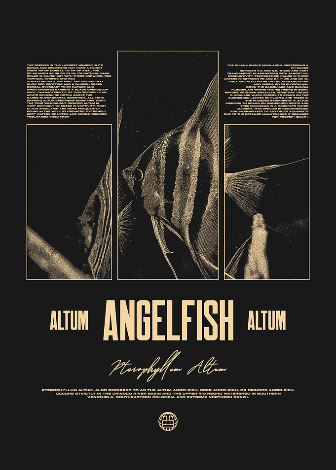 Altum Angelfish Tropical Fish