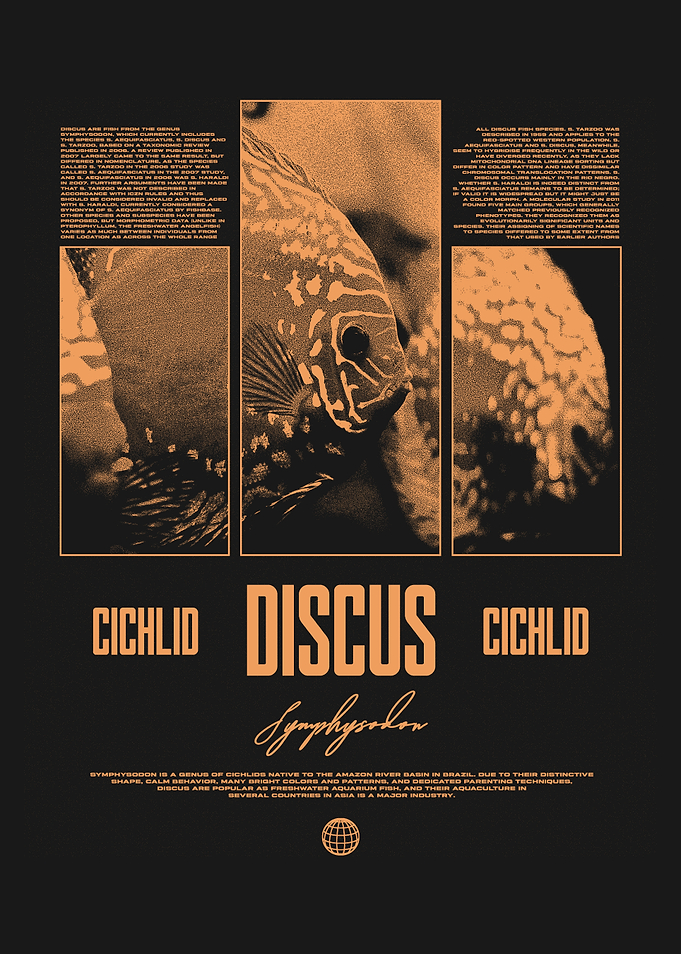 Discus Fish Cichlid Tropical Fish Keeper
