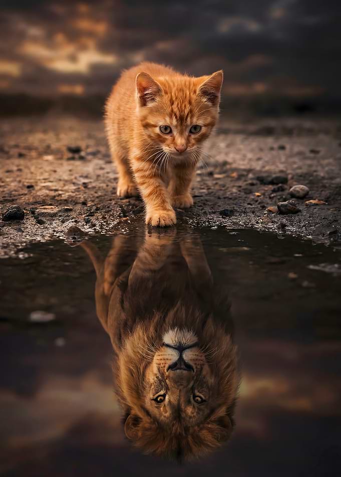 Kitten's Lion Reflection
