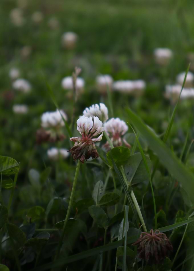 White Clover