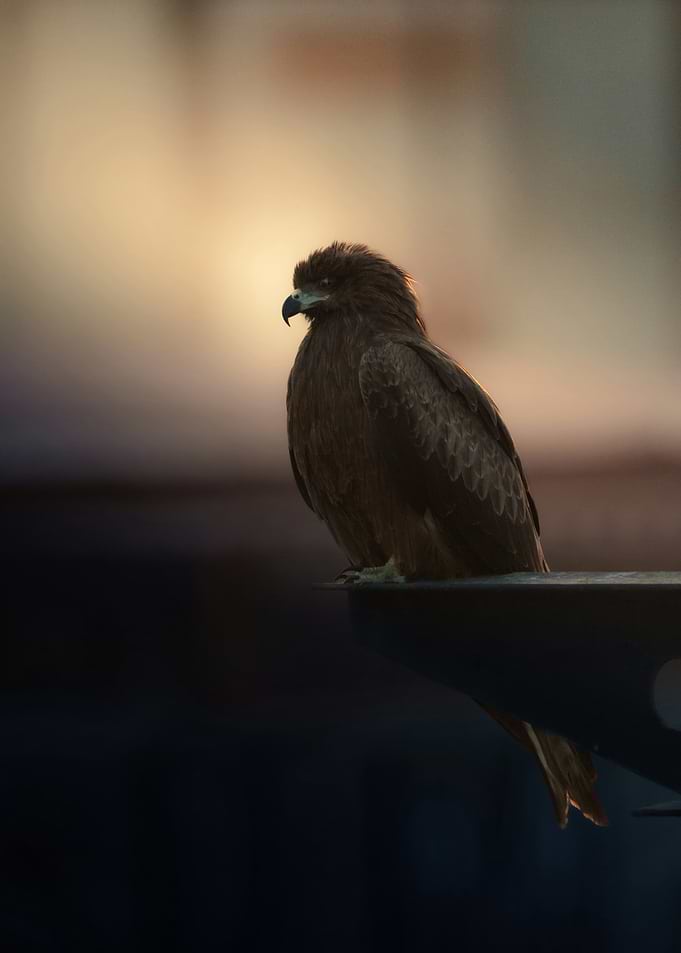 Brown Hawk Perched at Sunset