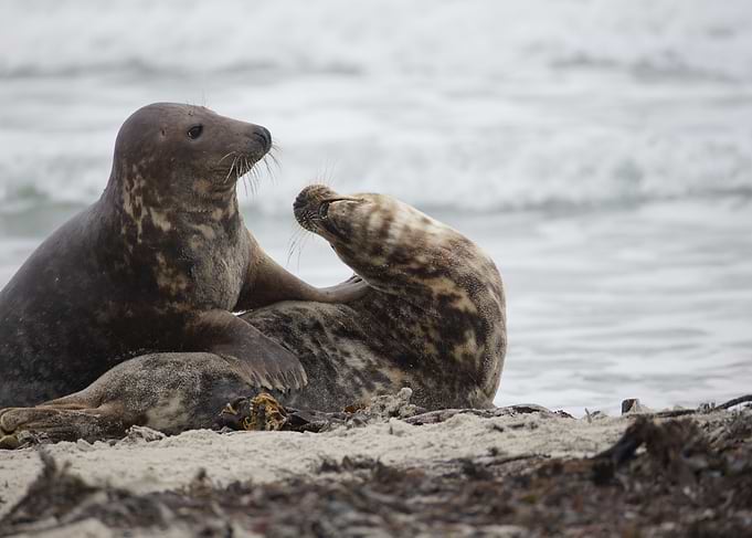 Grey Seal Couple Disagreement