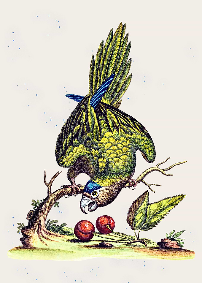 Vintage Parrot Illustration with Cherries