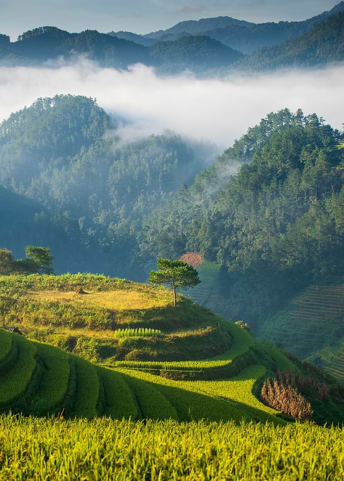 Lush Green Rice Terraces Landscape