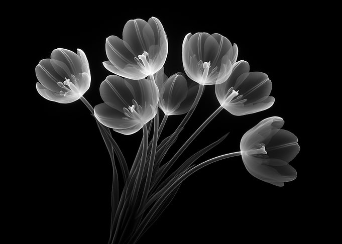 X-Ray Tulips on Black Background
