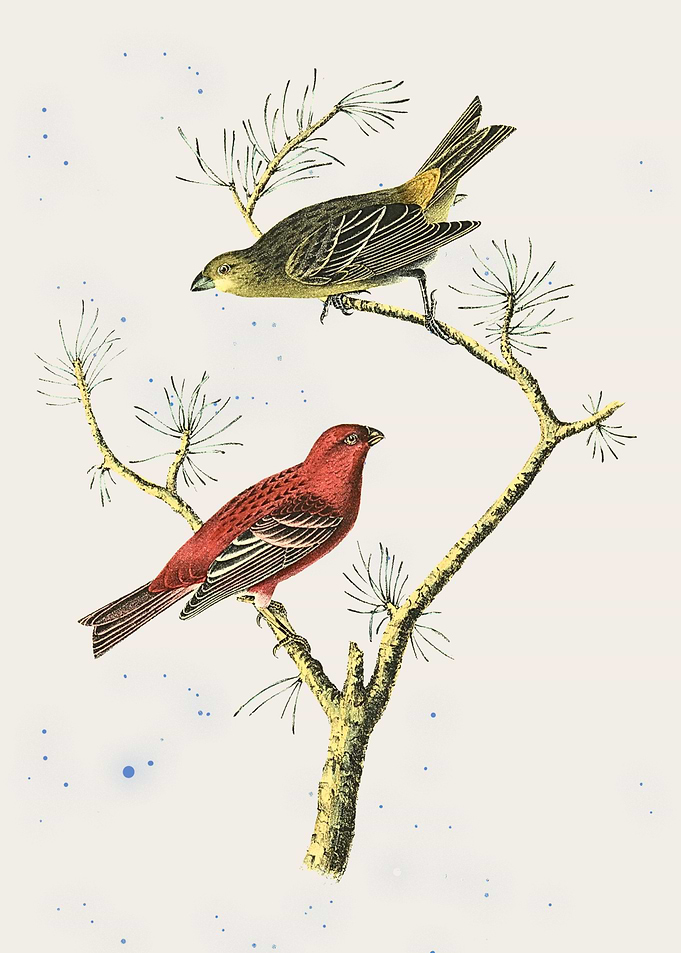 Two Birds on a Branch Illustration