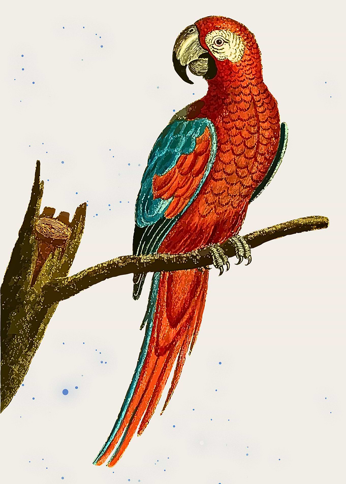 Scarlet Macaw on Branch Illustration