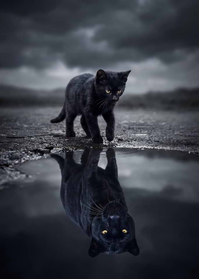 Black Cat and Panther Reflection