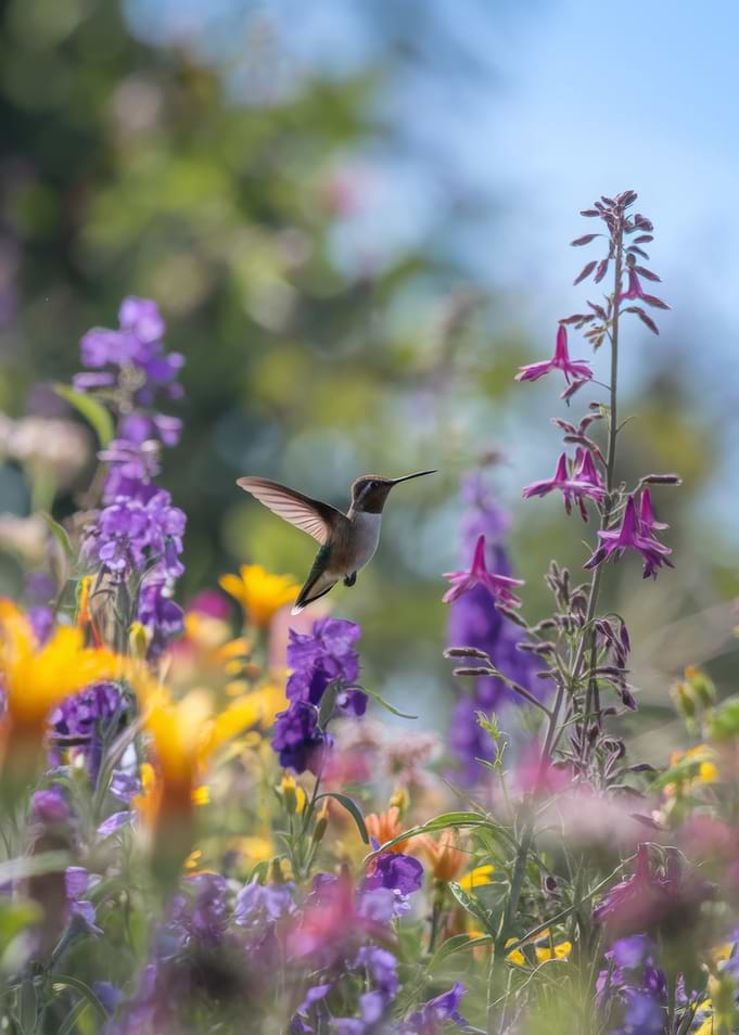 Hummingbird in a field of flowers