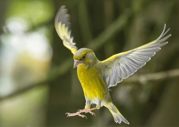Greenfinch in Flight