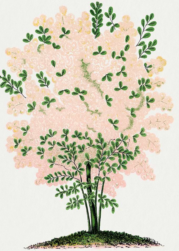 Vintage Floral Tree Illustration