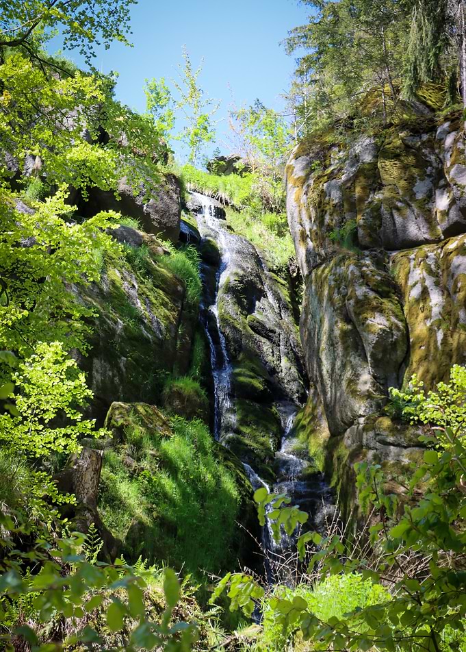 Waterfall in a Lush Forest