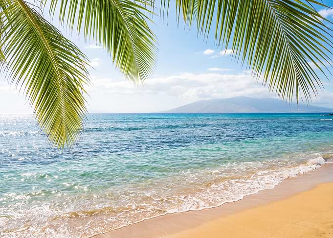Tropical Beach with Palm Trees
