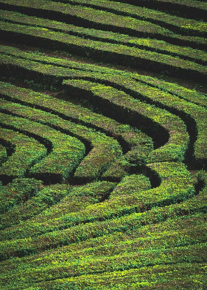 Green Tea Plantation Terraces