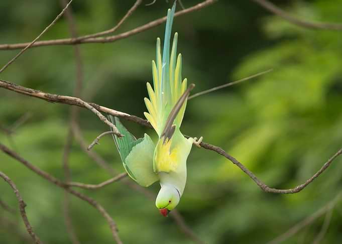 Parrot Hanging Upside Down on Branch