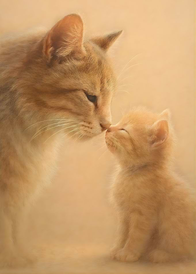 Mother cat and kitten touching noses